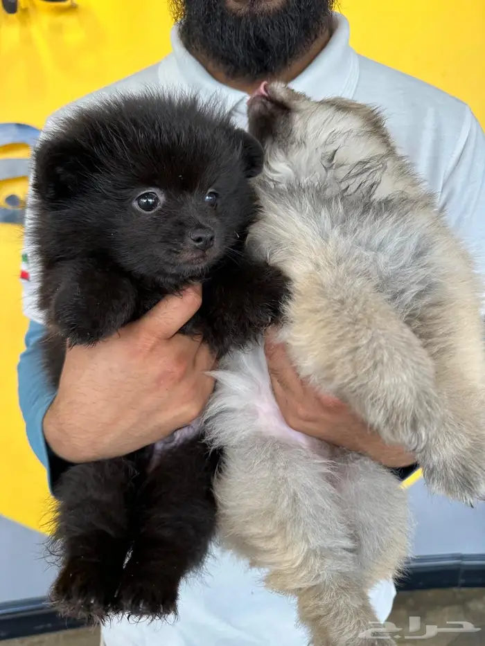 بومرينيان اسود pomeranian 2