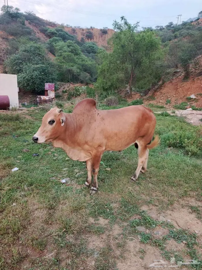 ثور العمر سنتين 0