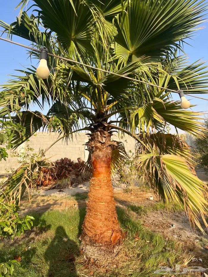 نخيل واشنطونيا زينة 6
