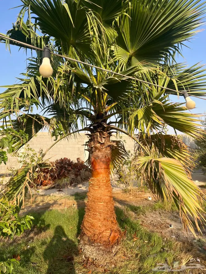 نخيل واشنطونيا زينة 5
