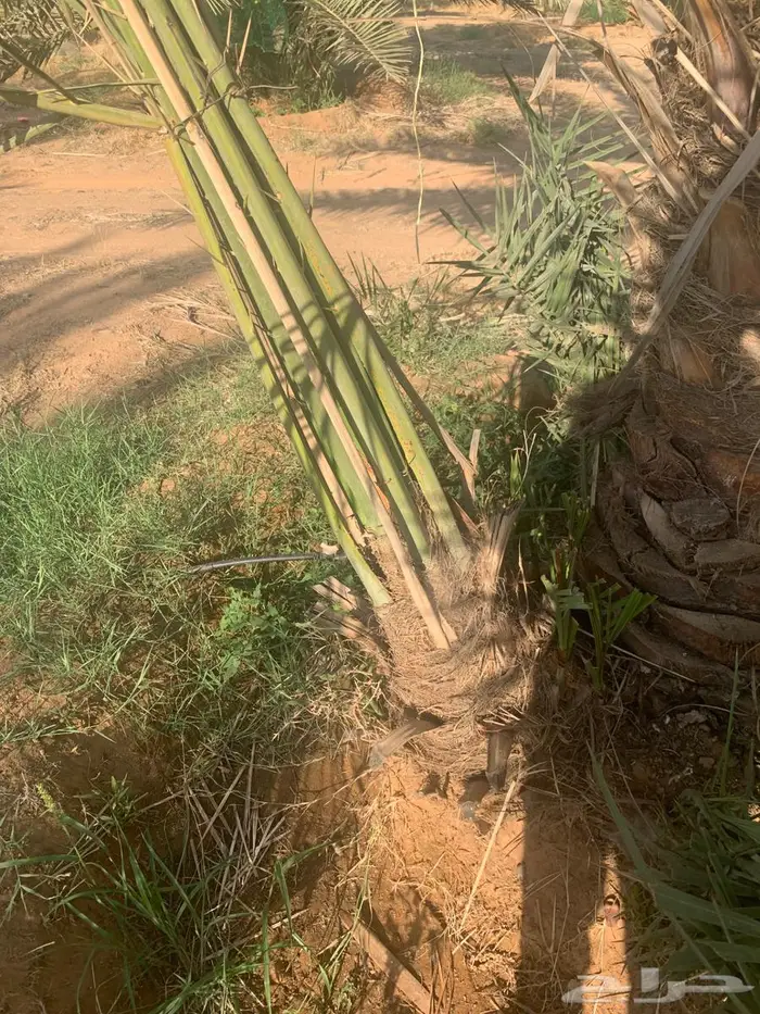 فسائل نخل مجدول سكري 0