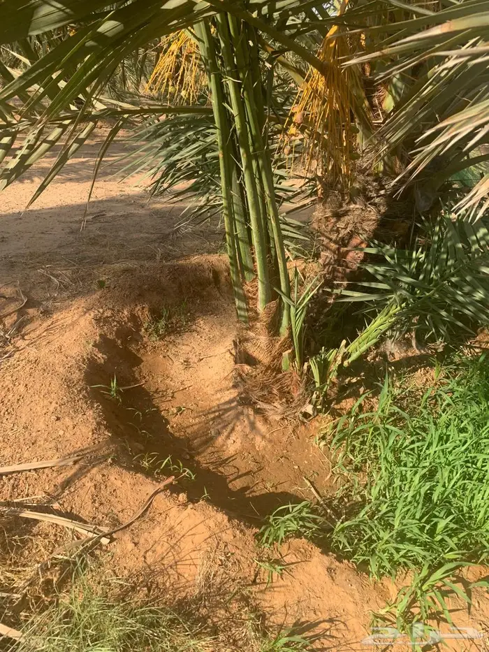 فسائل نخل مجدول سكري 2