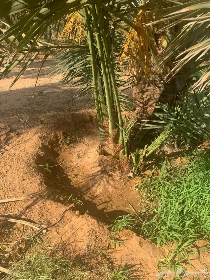 فسائل نخل مجدول سكري 3