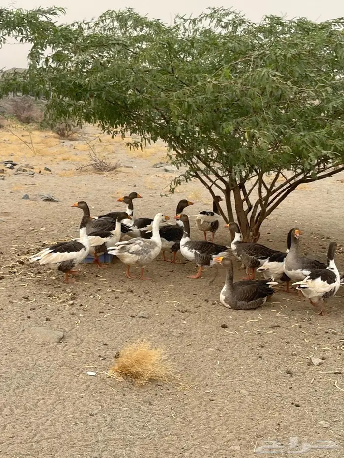 وز للبيع 5