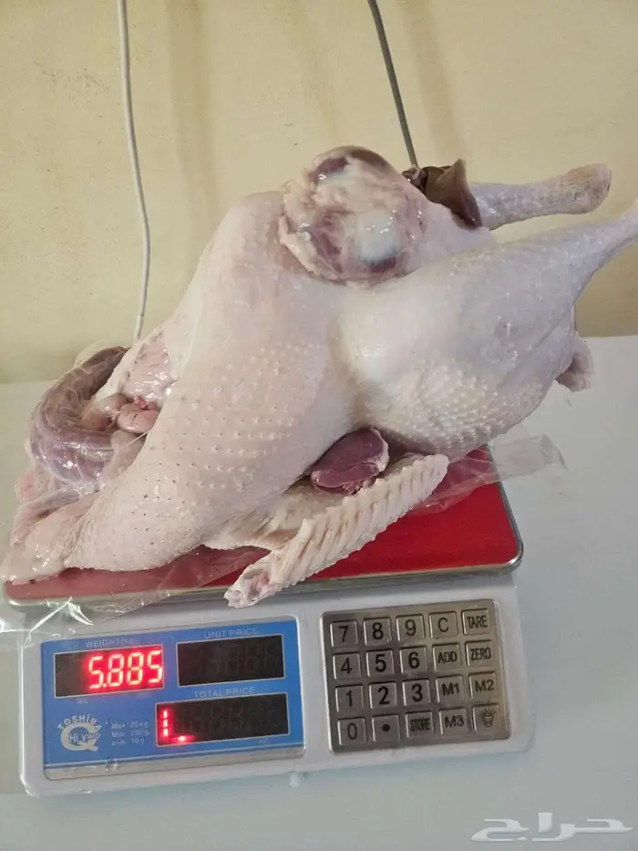 ديك.رومي ذبح طازج 1