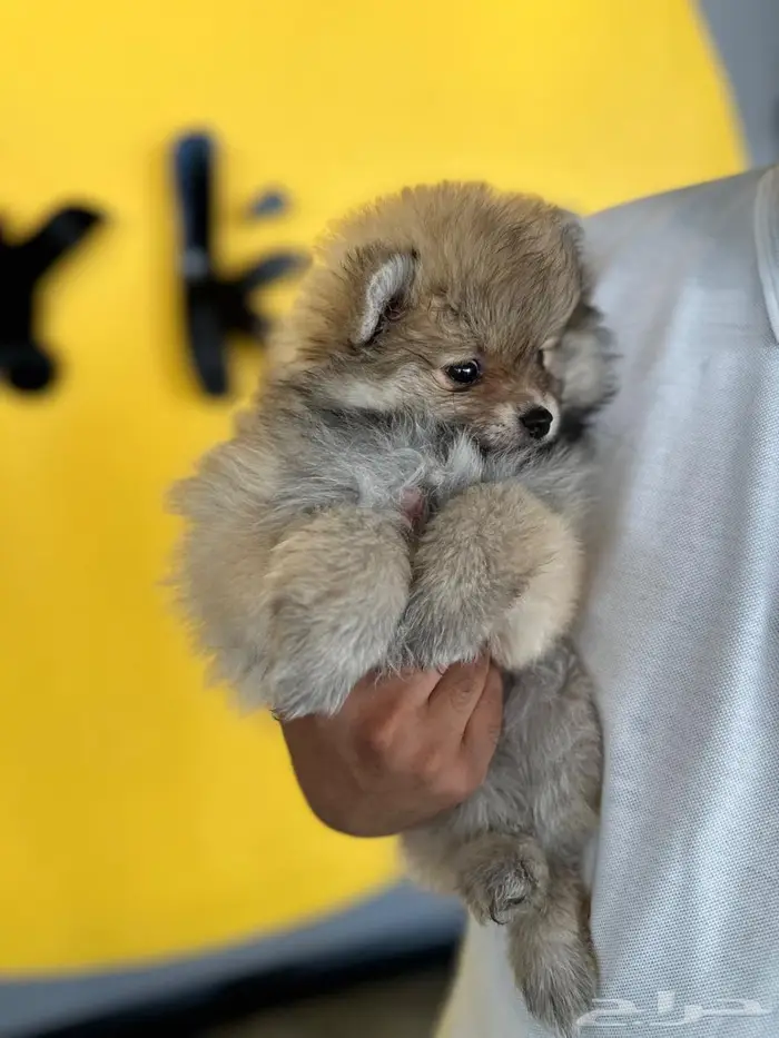 بومرينيان انثىPomeranian 1
