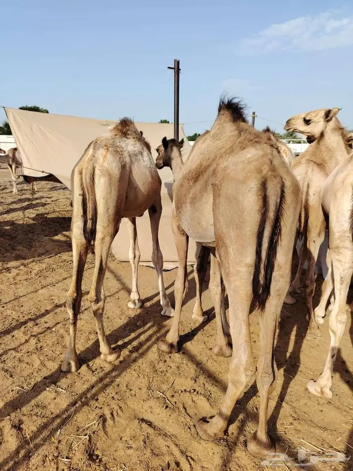 قعدان صوماليه فل شي فاخر يبيض الوجه 2