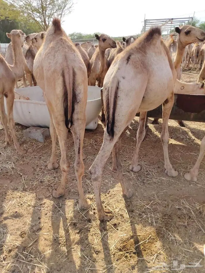 قعدان صوماليه فل شي فاخر يبيض الوجه 1