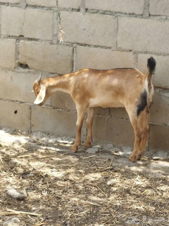 تيس جنوبي فحل فاخر 6