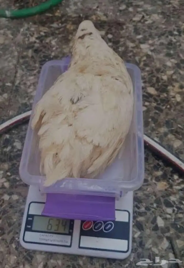مطلووب سمان عملاق 0