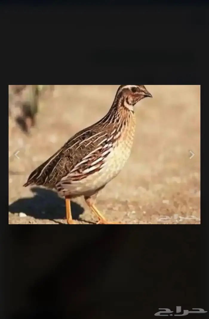 سمان فري 0