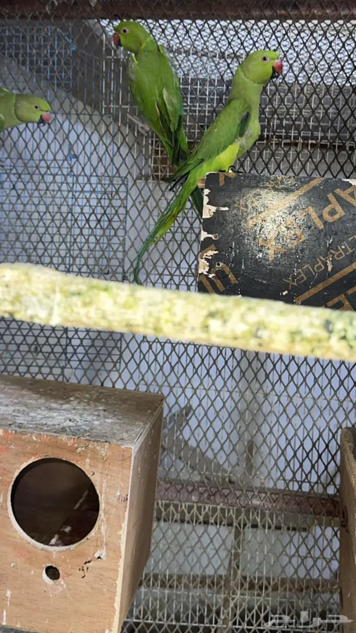 إناث درة هندي للبيع 0