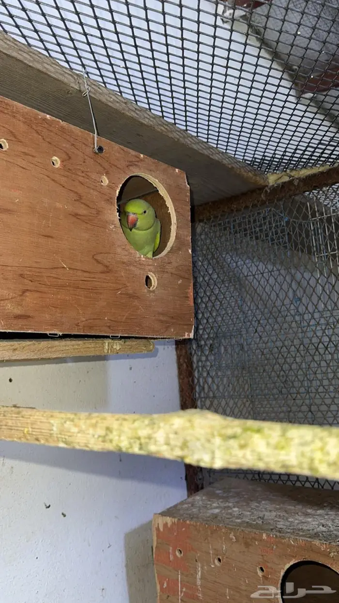 إناث درة هندي للبيع 3