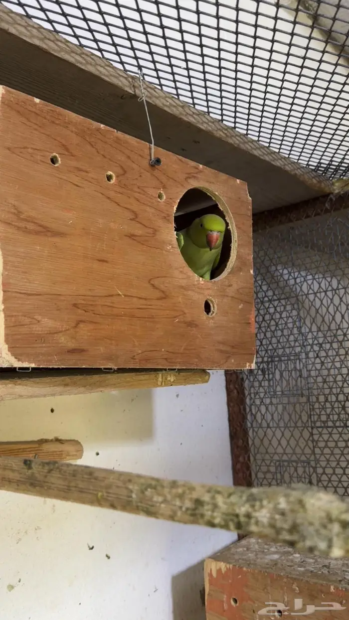 إناث درة هندي للبيع 5