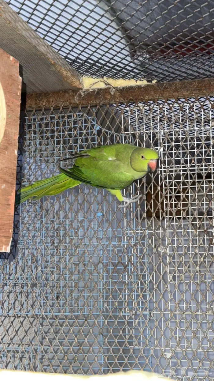 إناث درة هندي للبيع 2