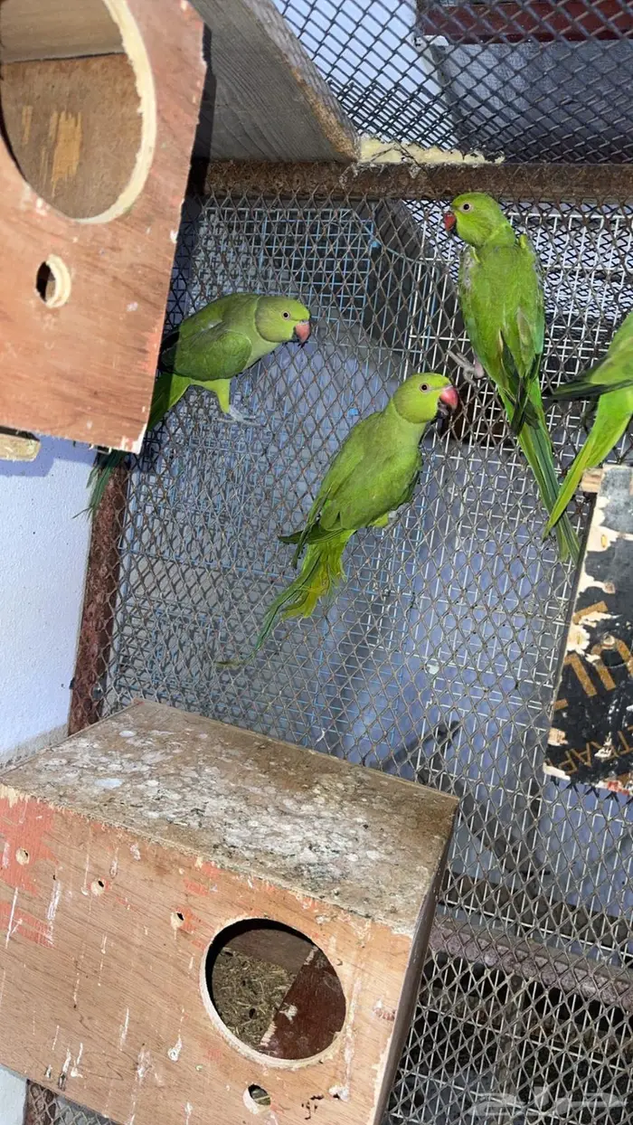 إناث درة هندي للبيع 6