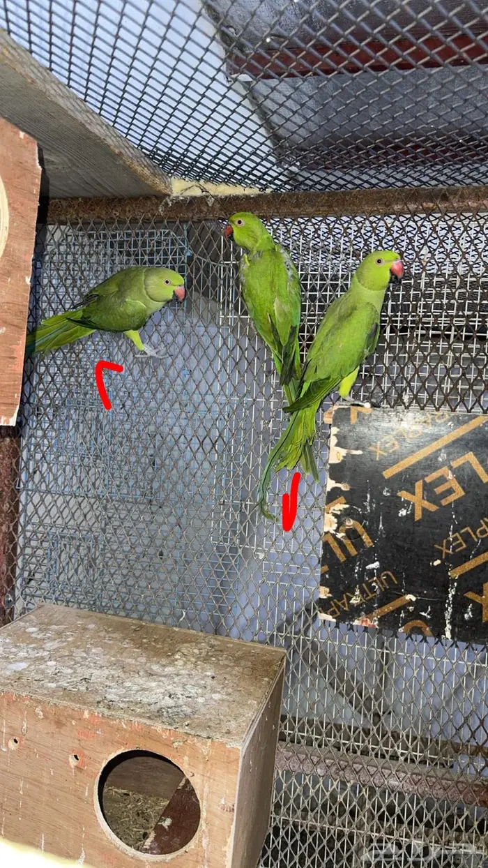 إناث درة هندي للبيع 8