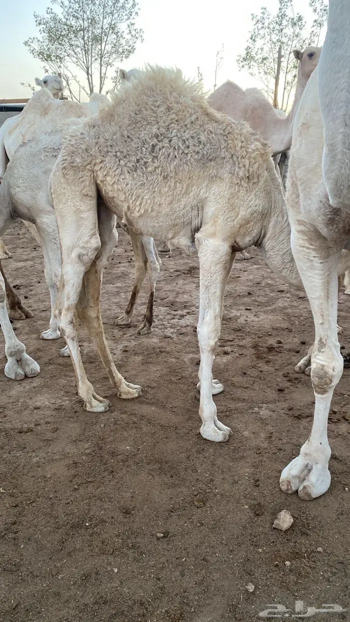 حشو بكار 1
