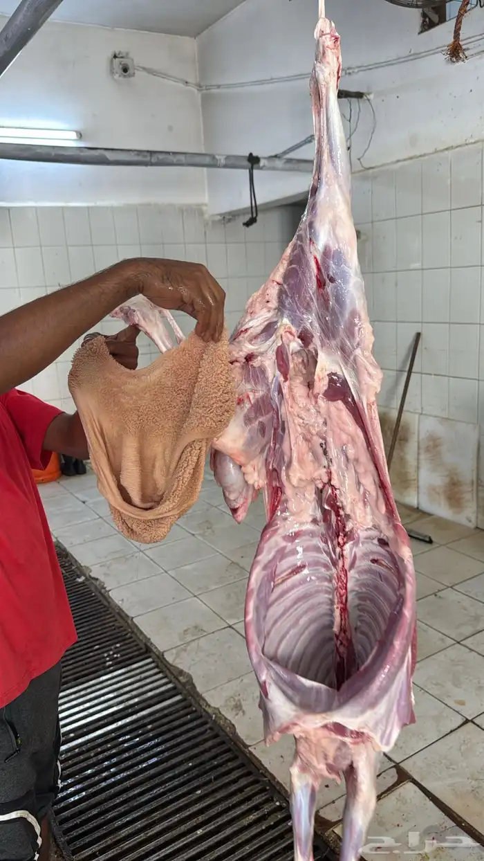 سواكن جملة وتفريد ويوجد توصيل 4