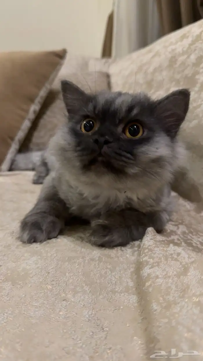 قطين للبيع مع كروت تطعيم 0