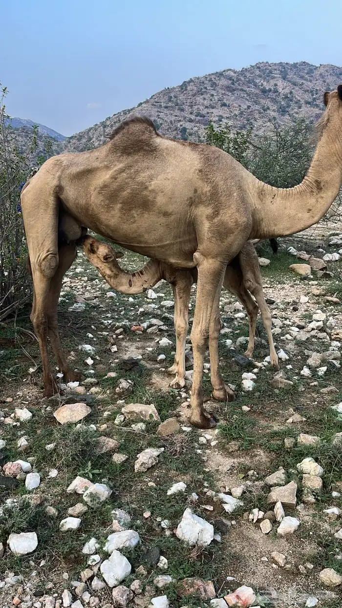 ناقه مع ولدها ذكر 0