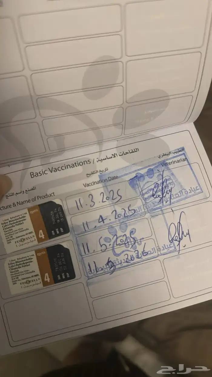 قطين للبيع مع كروت تطعيم 2