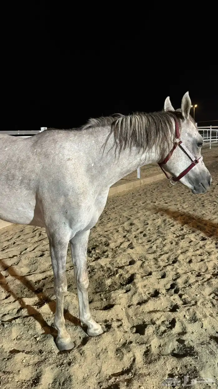 مهره شعبيه للبيع 1