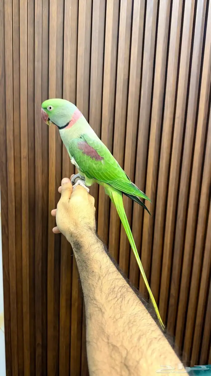 تم البيع تم البيع نيبالي اليف حمامه 1