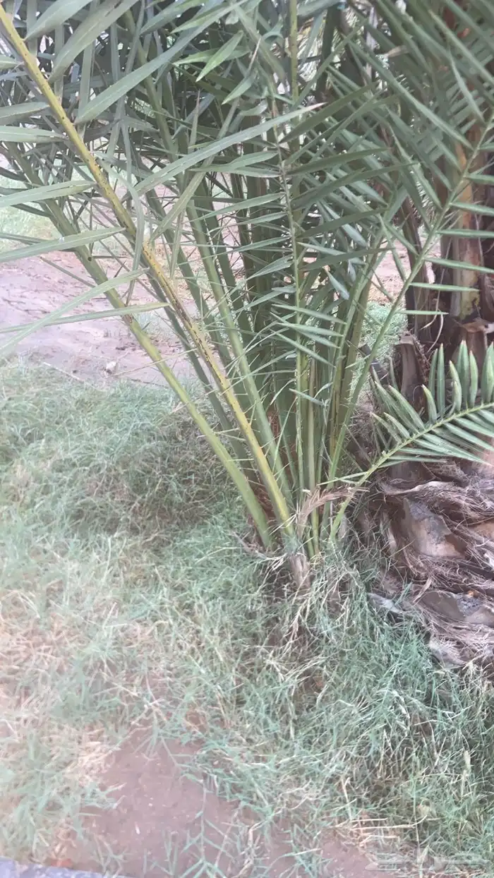 جثايث صفري للبيع وبرني مطلع 1