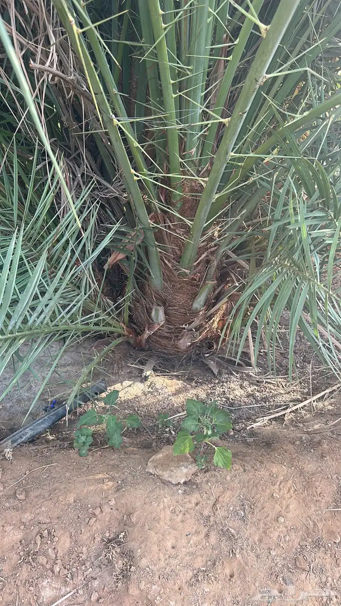 فحالات فحول نخيل غنامي 0