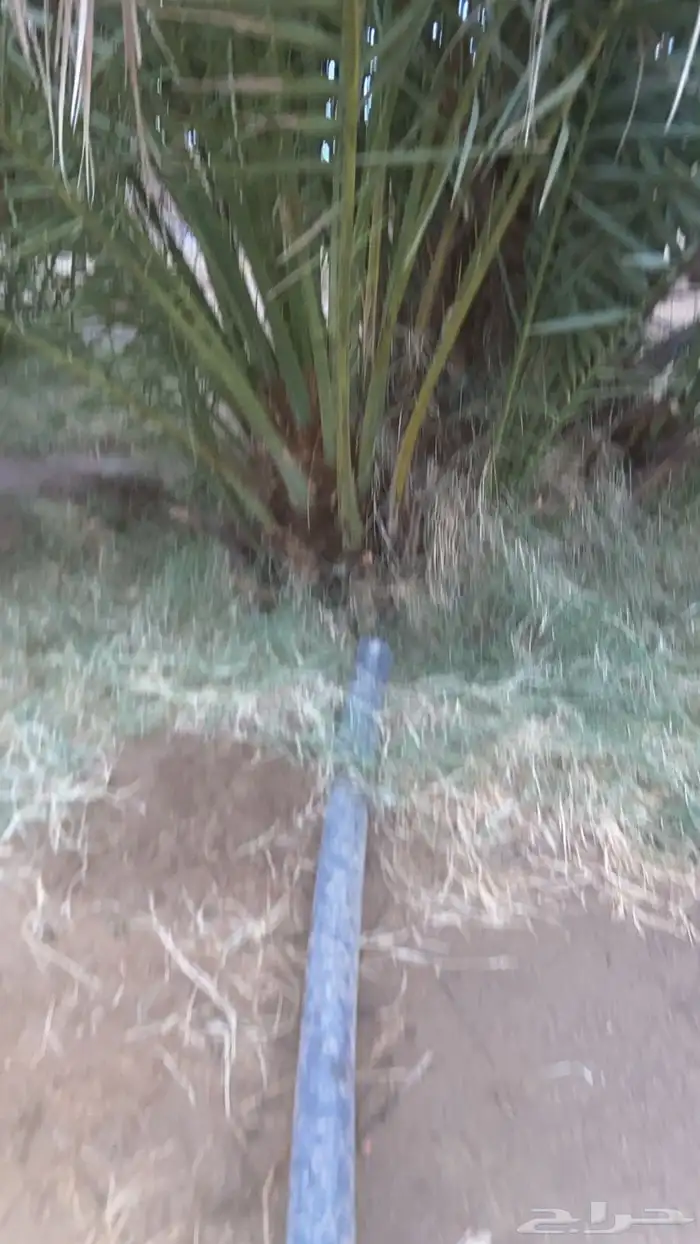 جثايث صفري للبيع وبرني مطلع 0