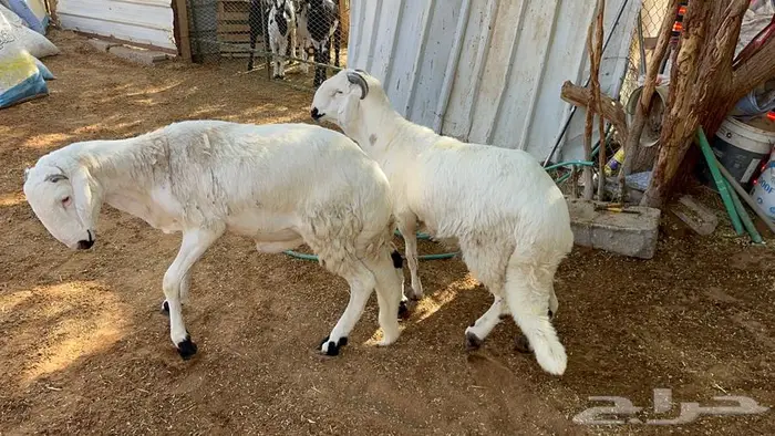 سواكن مرابي سبع اشهر 5