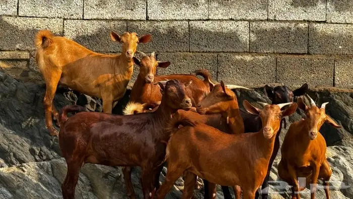 معزا دهم 8 تم البيع 0