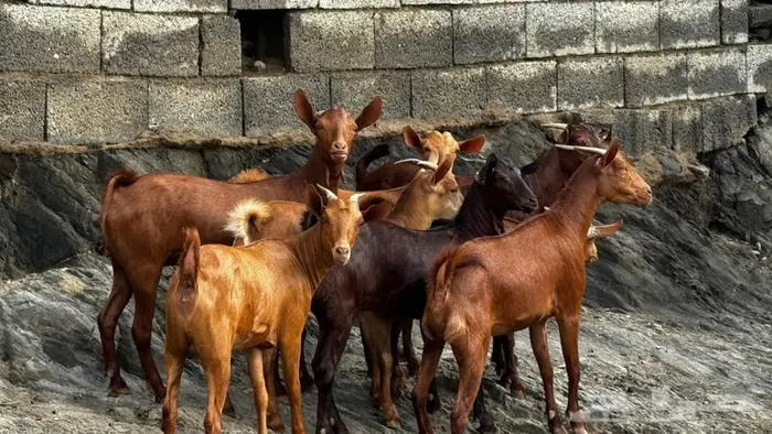 معزا دهم 8 تم البيع 6