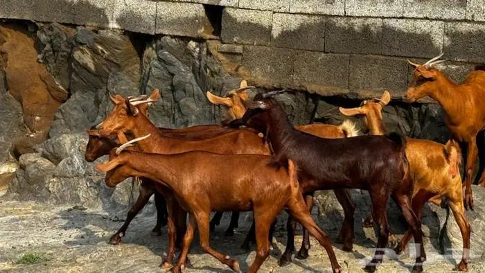 معزا دهم 8 تم البيع 5