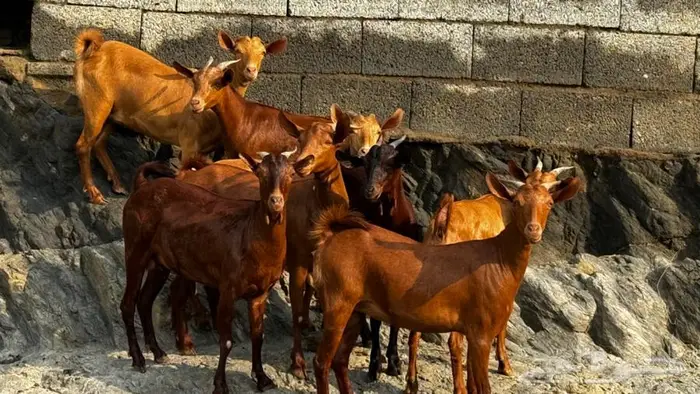 معزا دهم 8 تم البيع 2