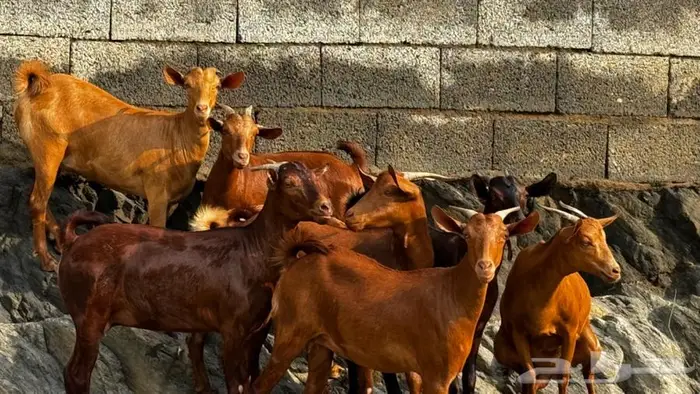 معزا دهم 8 تم البيع 1