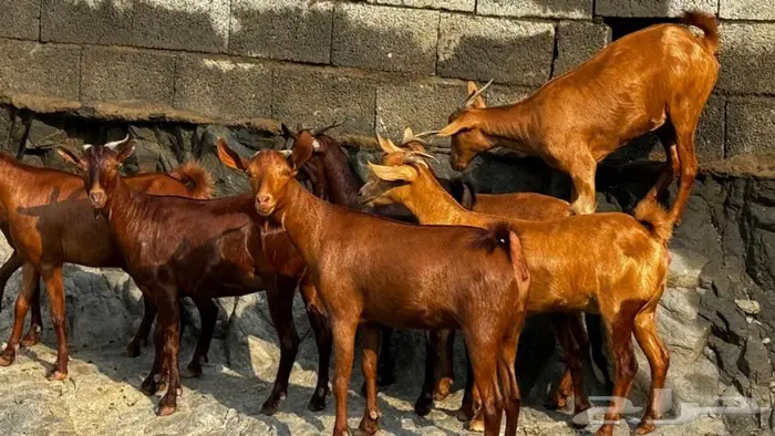 معزا دهم 8 تم البيع 3