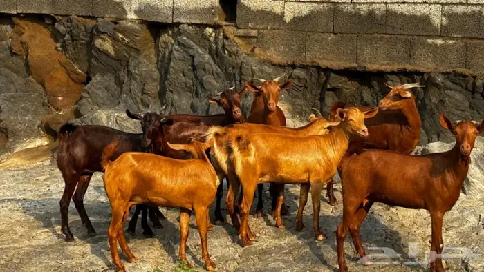 معزا دهم 8 تم البيع 9