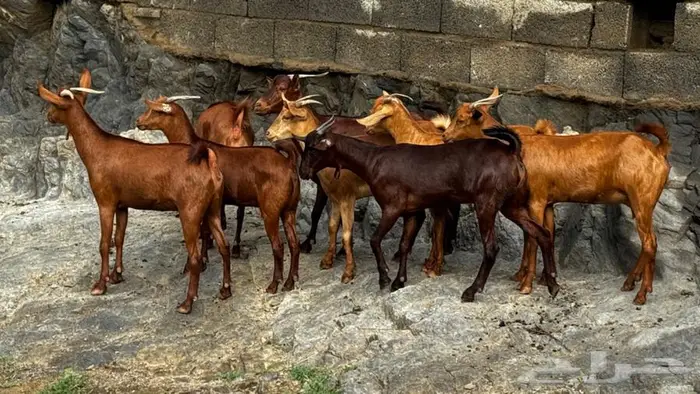 معزا دهم 8 تم البيع 4