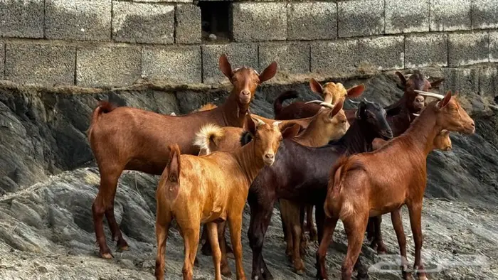 معزا دهم 8 تم البيع 7