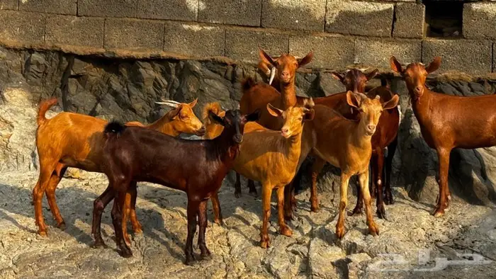 معزا دهم 8 تم البيع 8