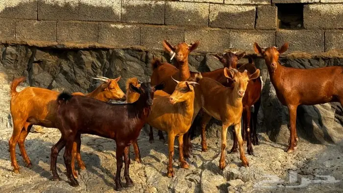 معزا دهم 8 تم البيع 10