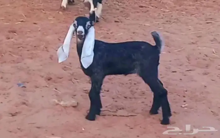 ( تم البيع ) عنز والد فاخره معها تيس وجفره صنف 9