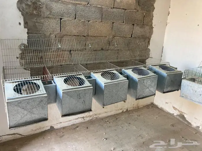 بطاريات أرانب بحالتها 6