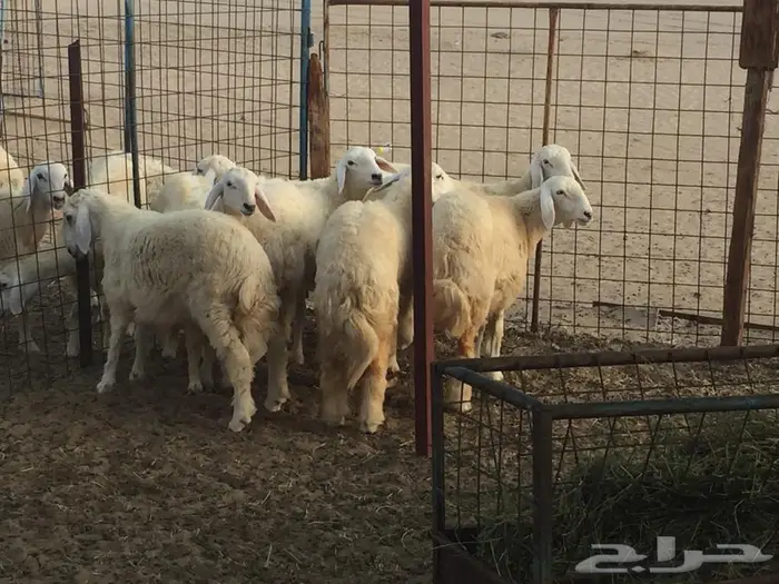 ذبائح الجزيرة.. مع التوصيل الاعلى تقييم في الموقع 26