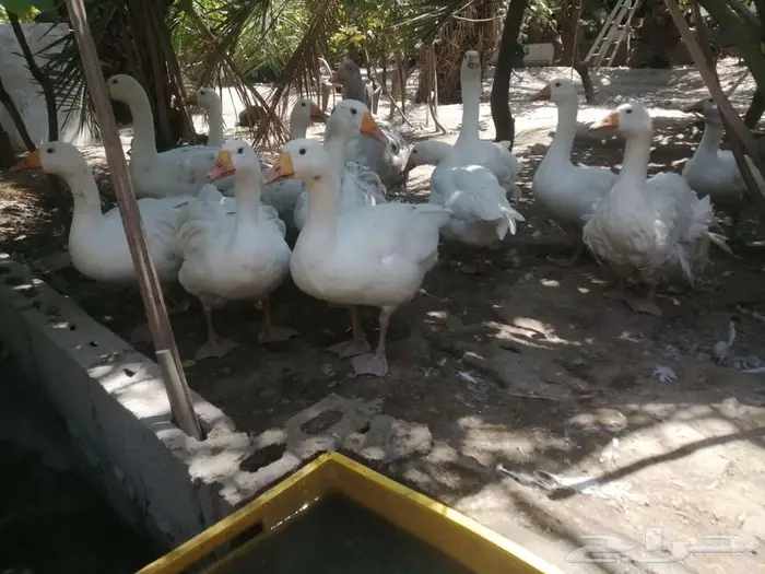وز هجين مفتل سيباستبول 0