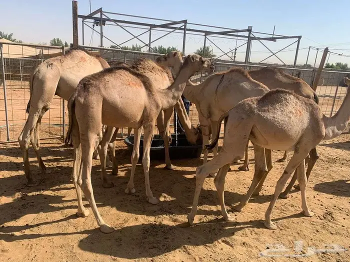 حشوان صومالية للبيع تفريد و جملة 2