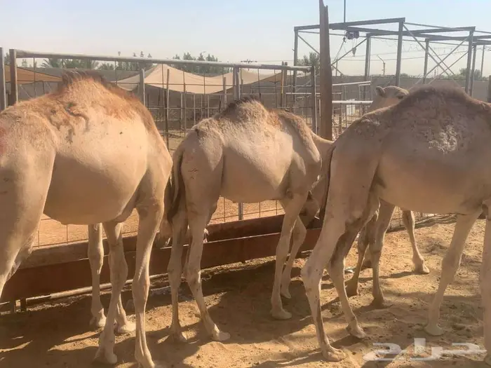 حشوان صومالية للبيع تفريد و جملة 0