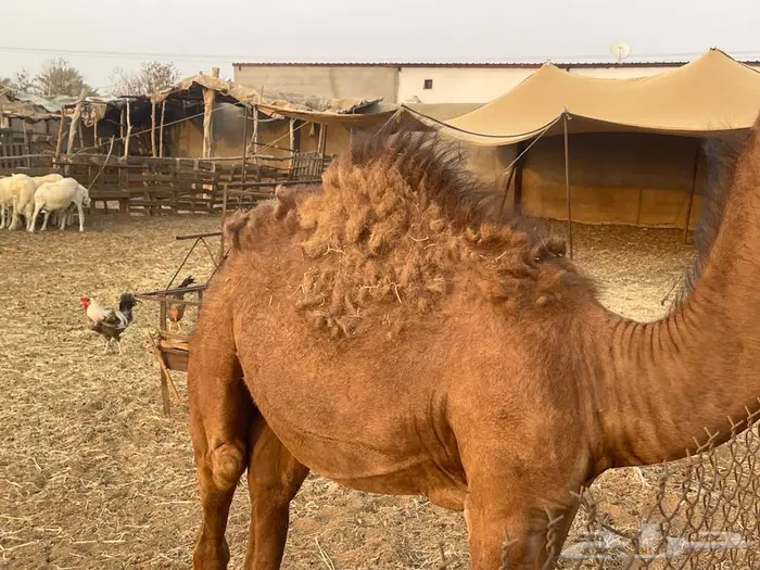 تم البيع. قعود لباني للبيع عمره خمس اشهر 0